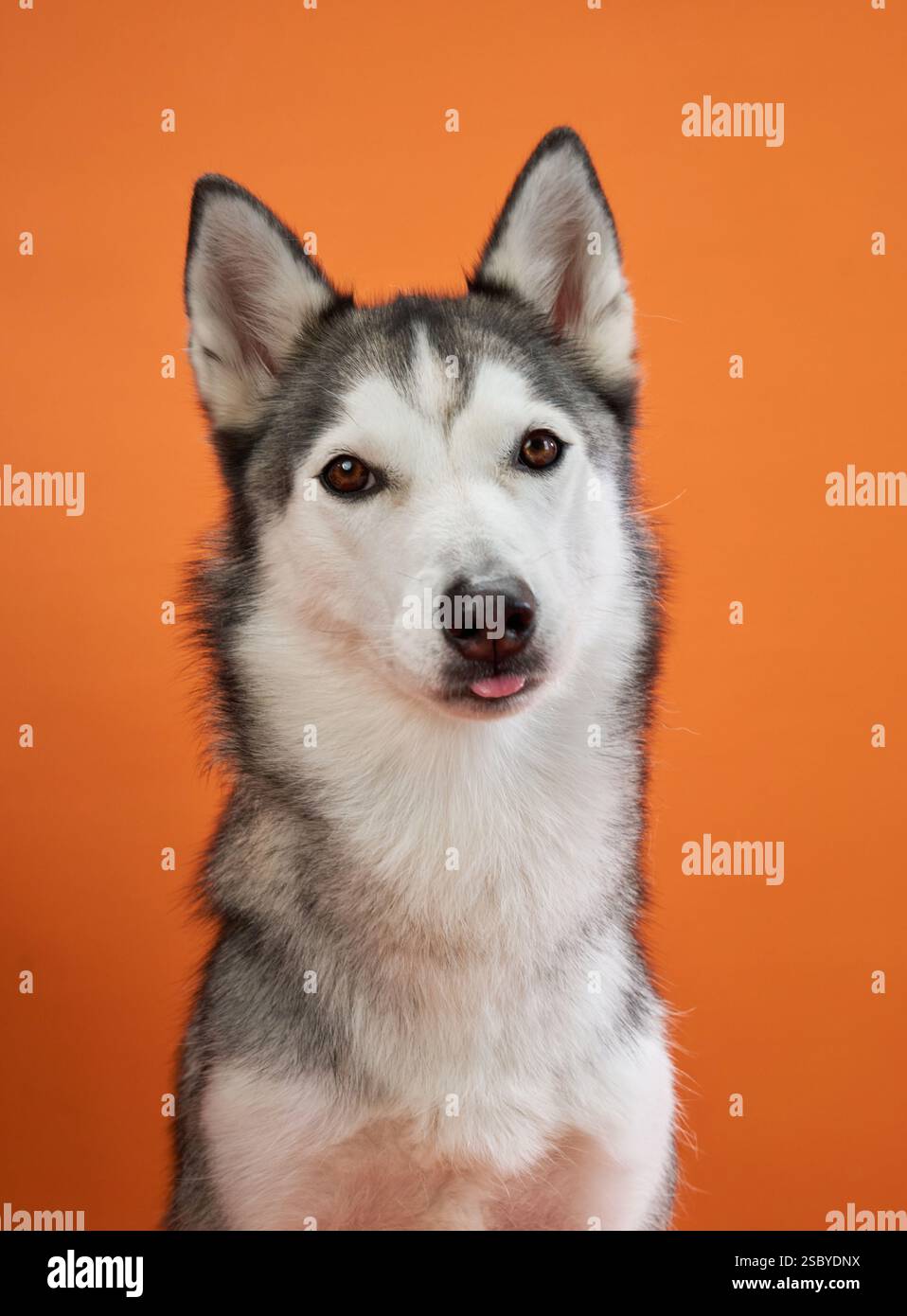 Un Husky siberiano si è messo in posa su uno sfondo arancione, con la bocca leggermente aperta come in un momento giocoso. L'impostazione luminosa ne sottolinea l'importanza Foto Stock