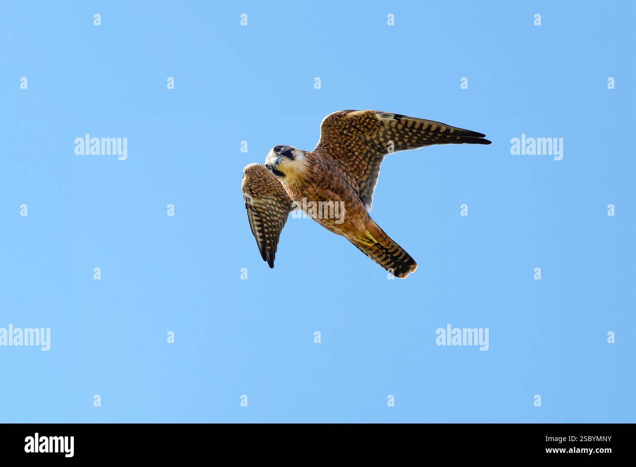 Hobby australiano (Falco longipennis) in volo. L'hobby australiano è ...