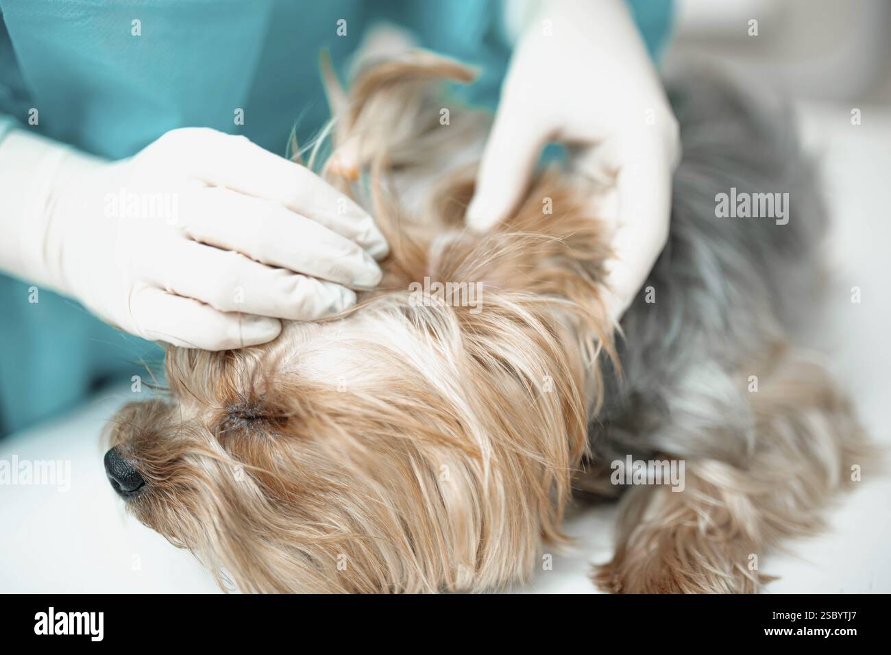 Un cane rilassato viene delicatamente maneggiato da un veterinario durante un esame Foto Stock