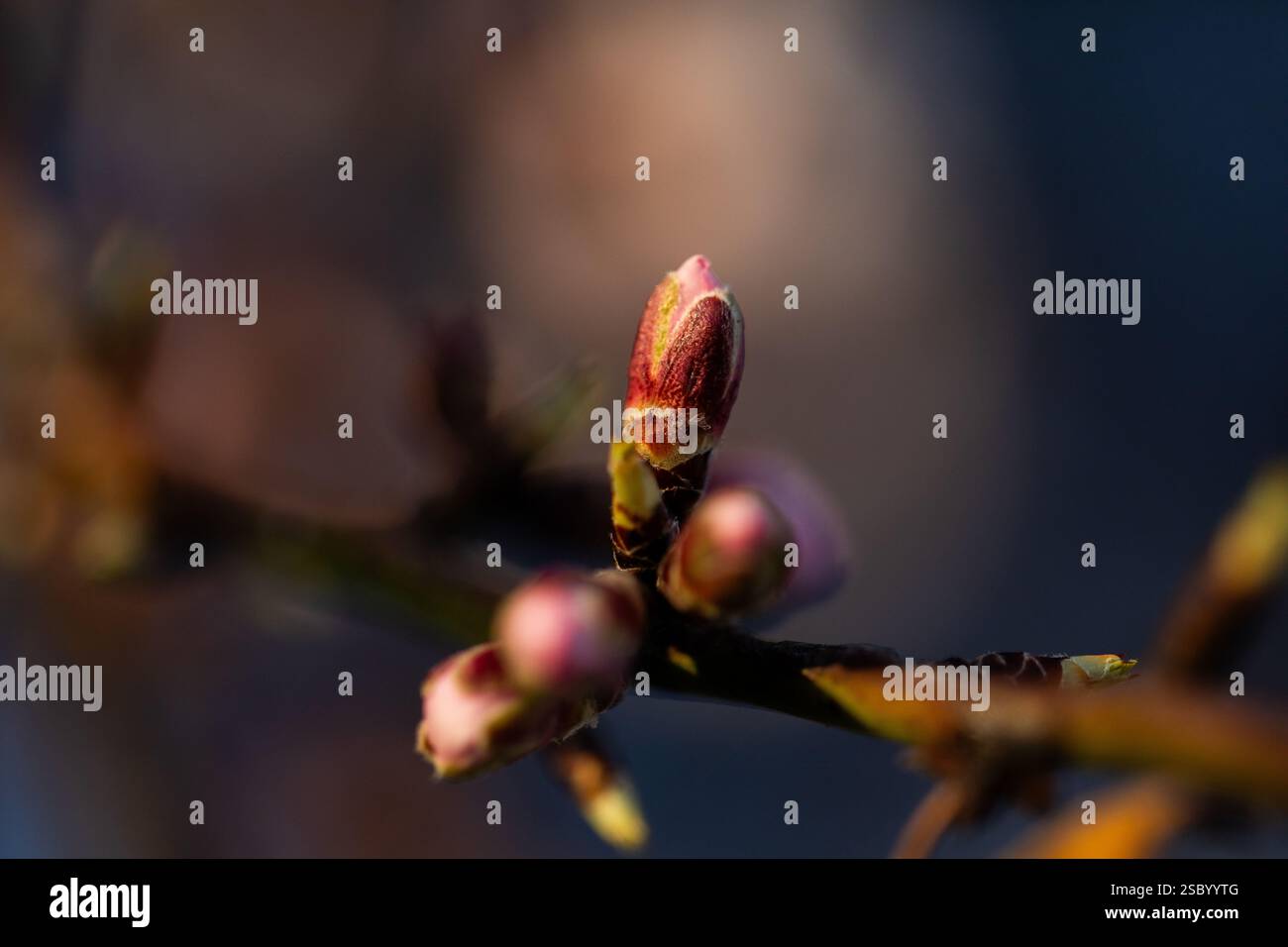 Le mandorle fioriscono e si schiudono, alla luce della sera in primavera Foto Stock