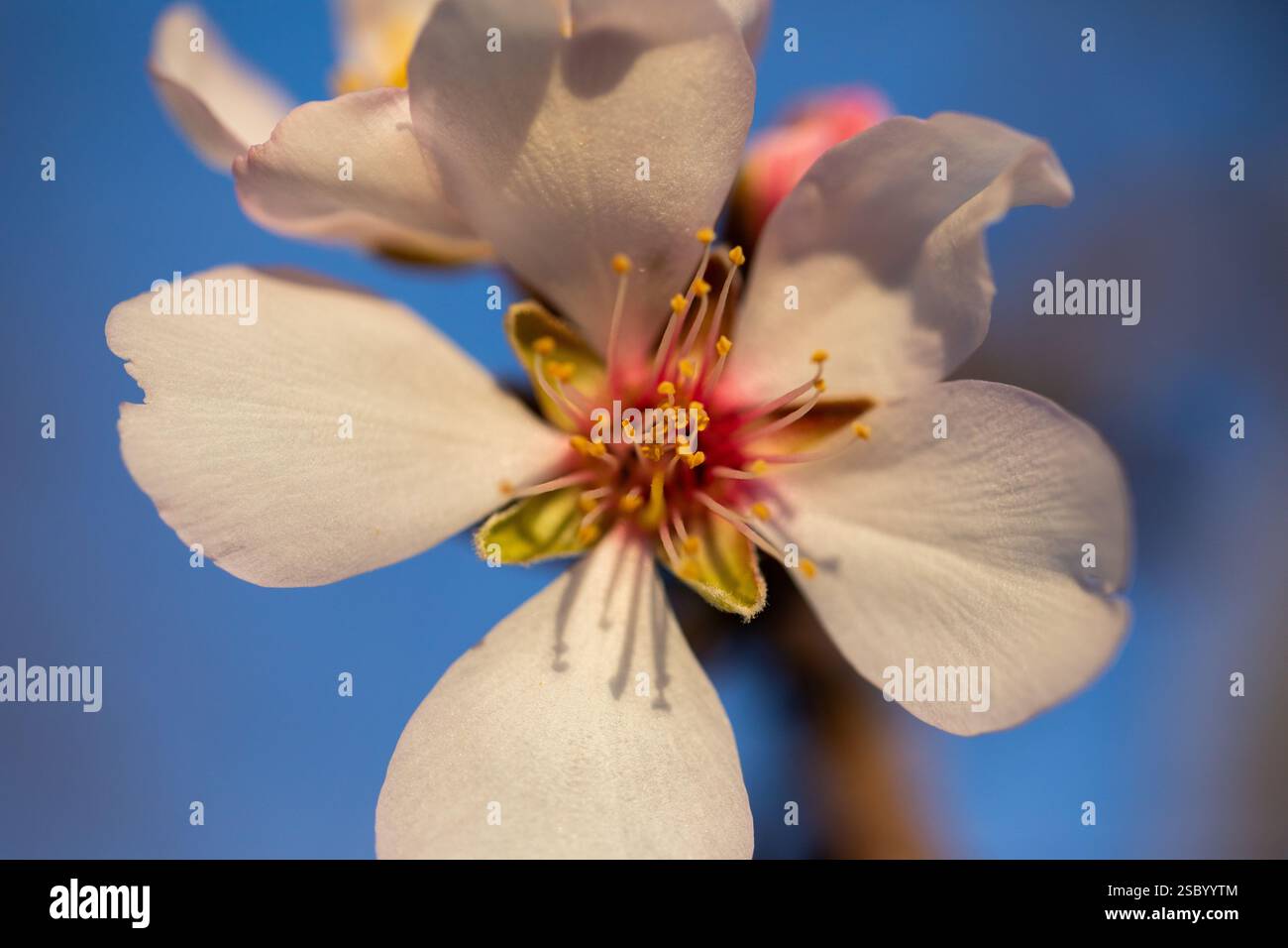 Fiori di mandorle aperti, con i loro petali e gli stami, alla luce della sera di una giornata primaverile Foto Stock