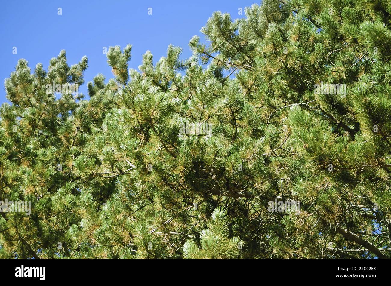 Verde di pini rami contro il cielo blu Foto Stock
