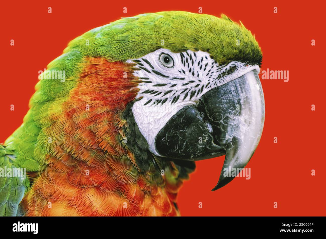 Ritratto del pappagallo Macaw su sfondo rosso Varna Foto Stock