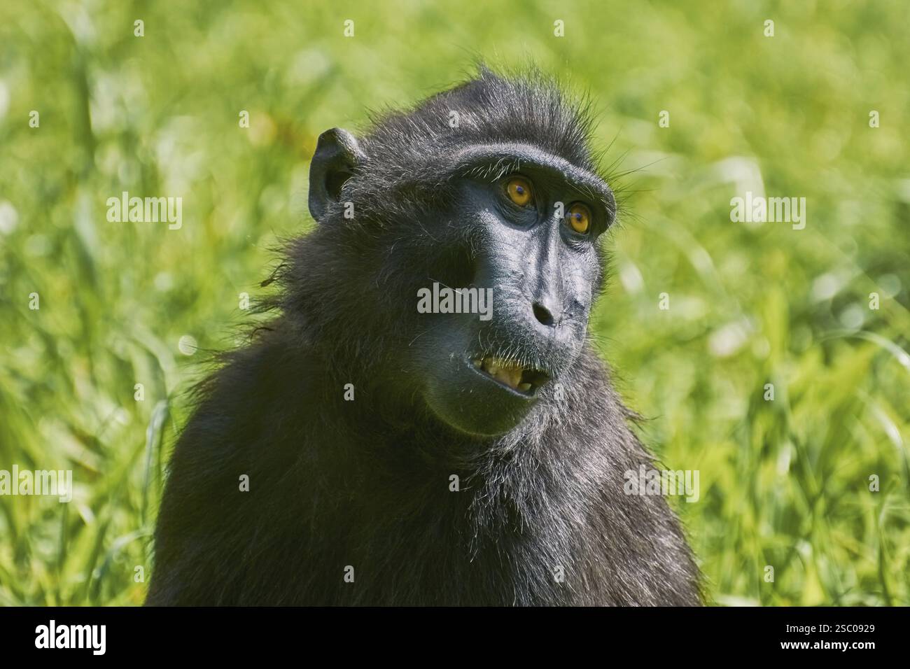 Ritratto di Celebes Crested Macaque (Macaca nigra) Amsterdam, Paesi Bassi Foto Stock