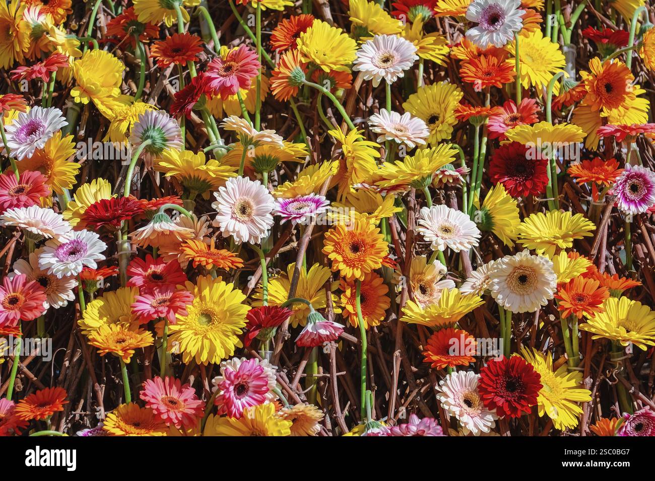 Sfondo da Gerbera fiori di diversi colori Timisoara, Romania, Europa Foto Stock