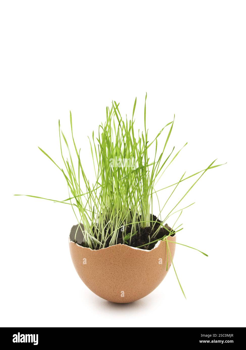 Green Grass Growing in Brown Egg Shell Foto Stock