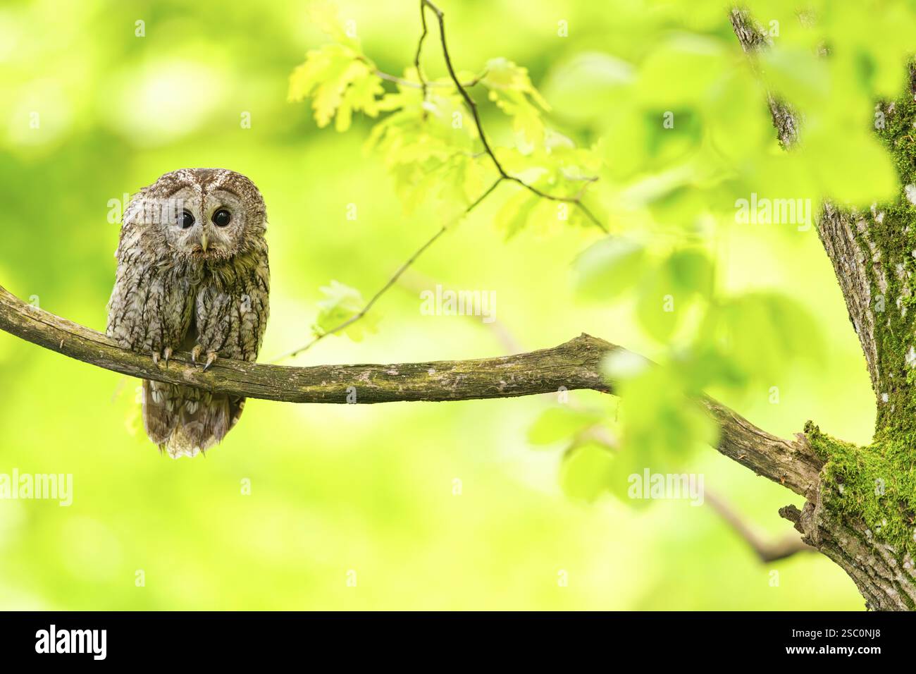 Gufo di Tawny (Strix aluco), persico, autunno, foresta autunnale, golden October, animali, uccelli, famiglia dei gufi, zona di Ormoz, Ormoz, Podravska, Slovenia, Europa Foto Stock