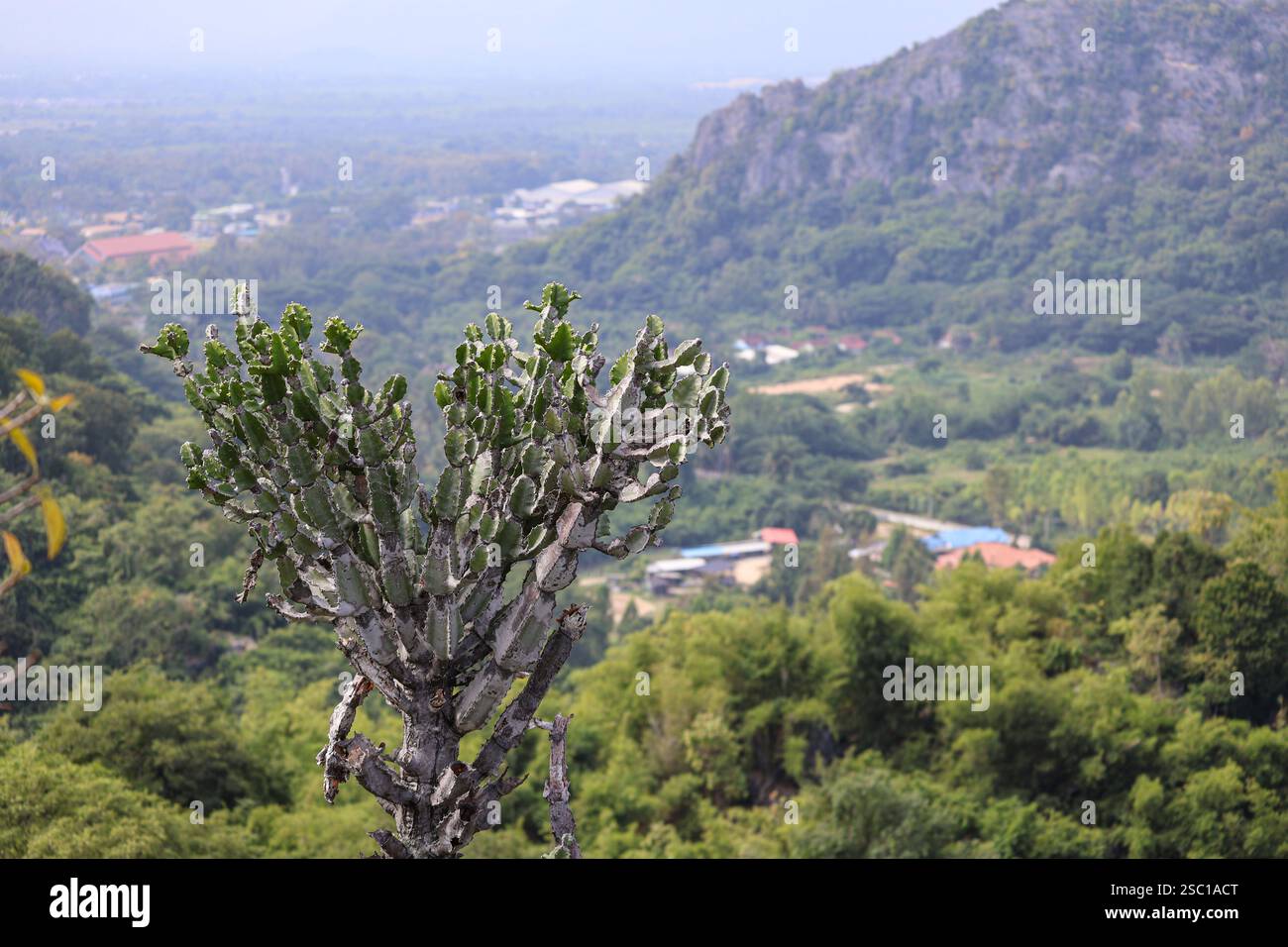 Pianta di cactus spinoso (euphorbia pseudocactus) nel suo habitat naturale Foto Stock