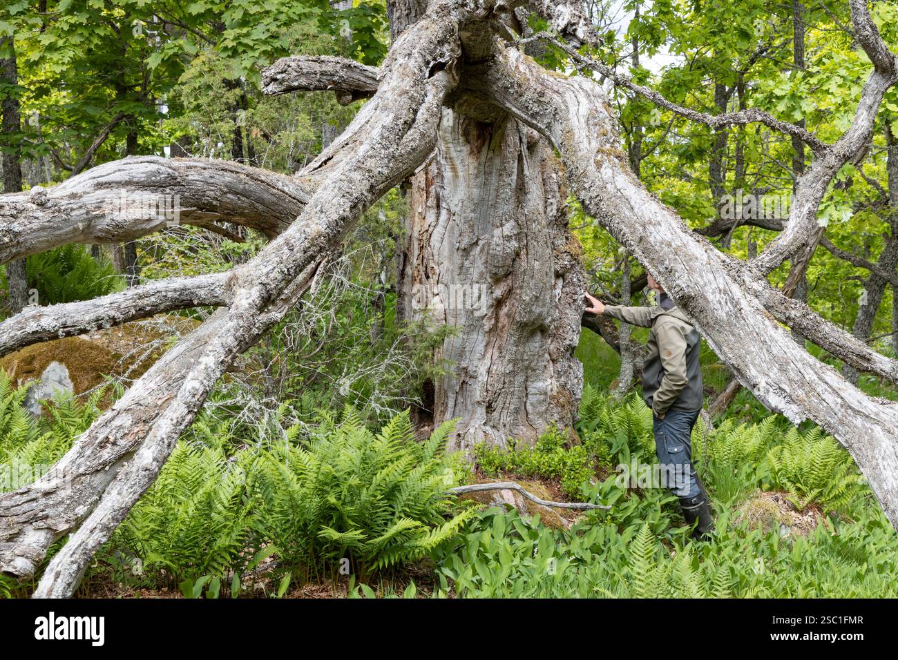 Bella anche nella morte; quercia europea, Quercus robur in estate a Raasepori, nel sud-ovest della Finlandia Foto Stock