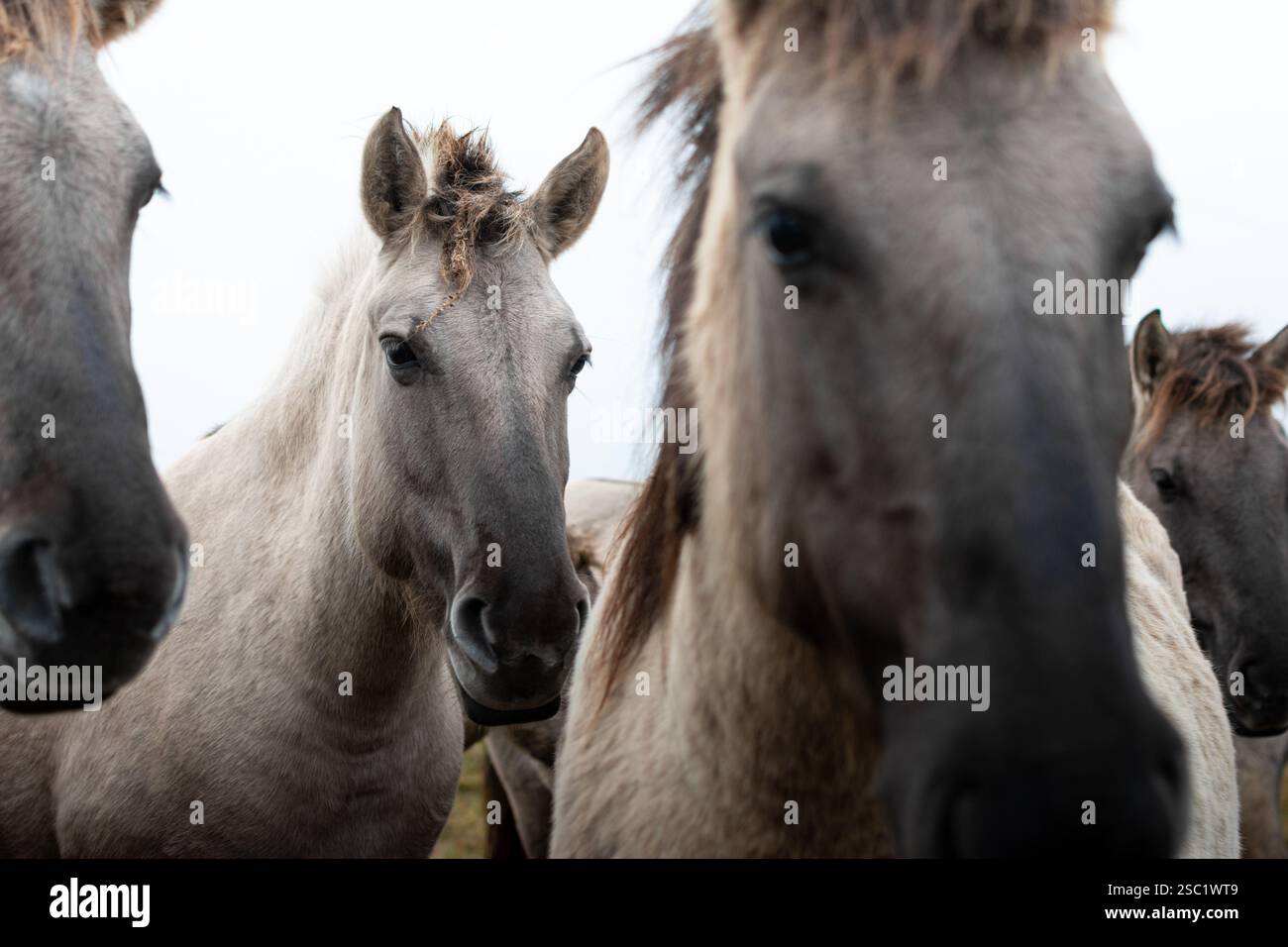 Cavalli in un campo in una giornata nebbiosa in autunno. Foto Stock
