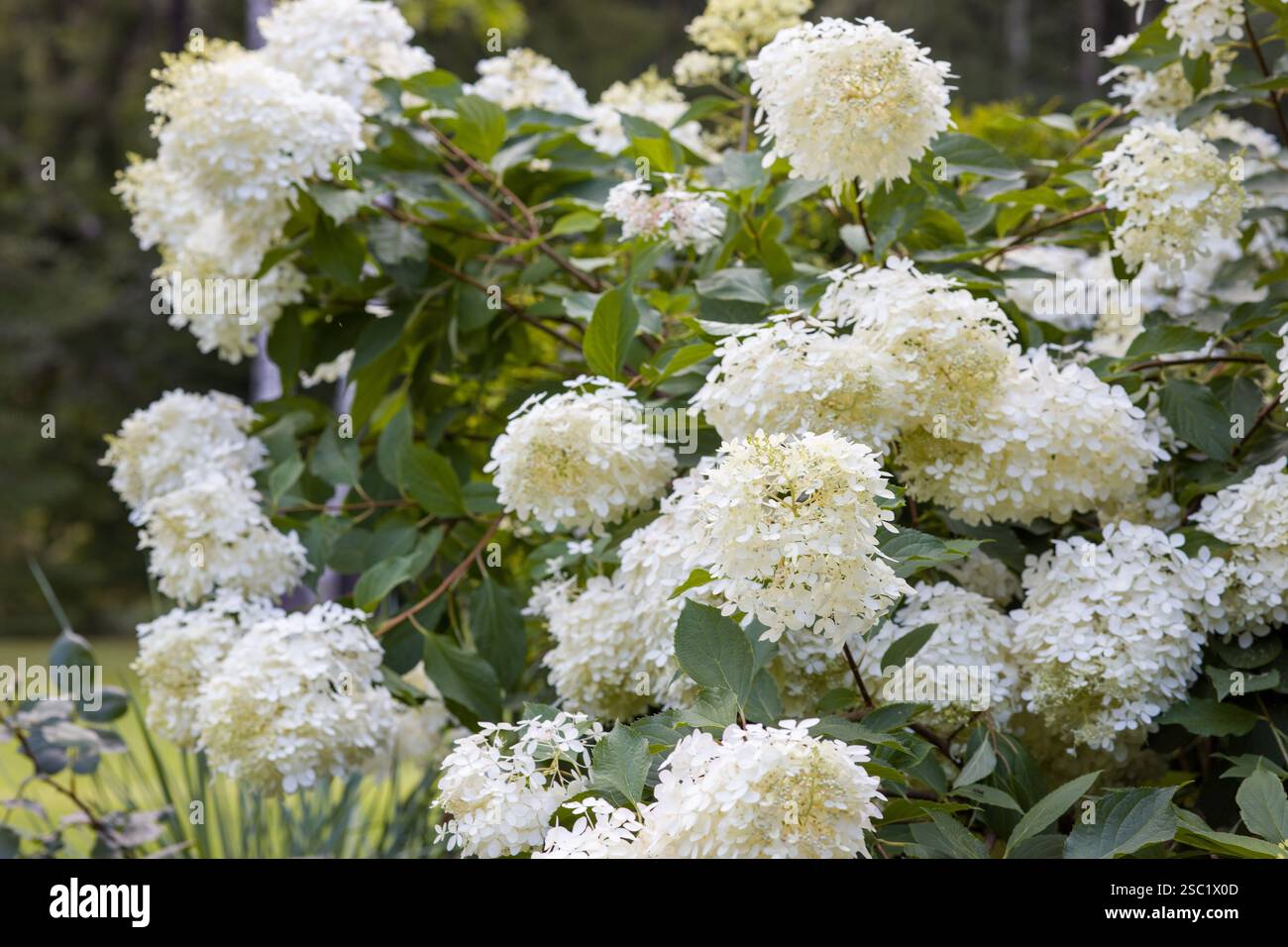 Primo piano di una bellissima ortensia bianca Ortensia paniculata. Fiori delicati con sfondo verde sfocato. Perfetto per la natura, gard Foto Stock