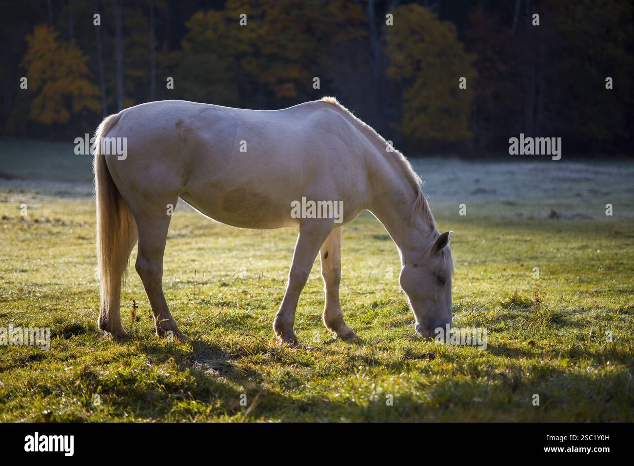 Cavallo bianco che pascolano pacificamente in un campo con alberi di colore autunnale. Splendida scena equina con luce soffusa e dorata. Perfetto per equitazione, natura o. Foto Stock