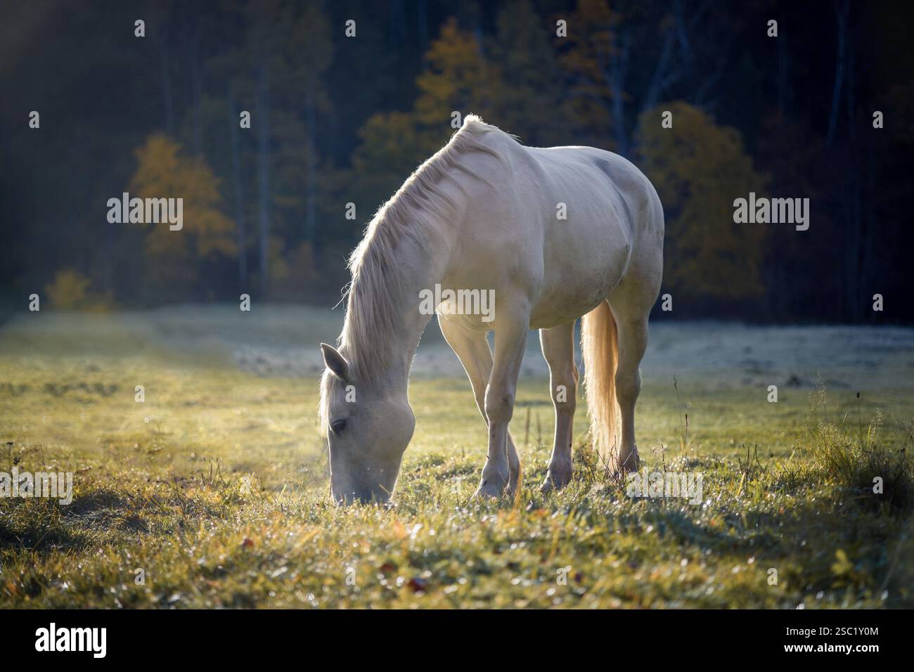 Cavallo bianco che pascolano pacificamente in un campo con alberi di colore autunnale. Splendida scena equina con luce soffusa e dorata. Perfetto per equitazione, natura o. Foto Stock