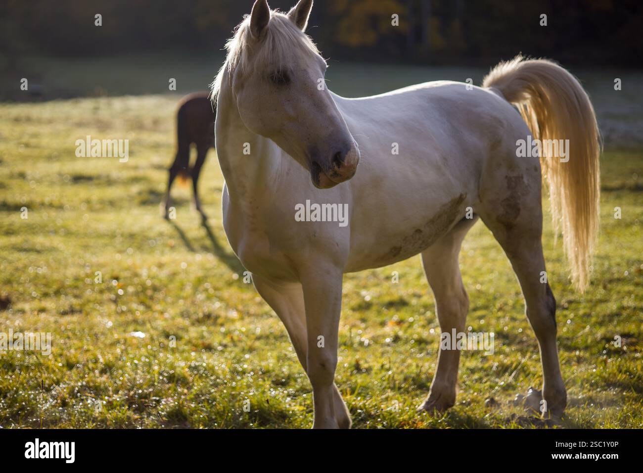 Cavallo bianco che pascolano pacificamente in un campo con alberi di colore autunnale. Splendida scena equina con luce soffusa e dorata. Perfetto per equitazione, natura o. Foto Stock