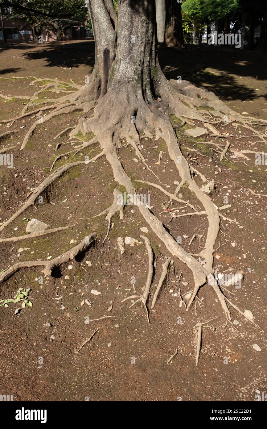 Le radici degli alberi si estendono dal tronco degli alberi a Tokyo in Giappone Foto Stock