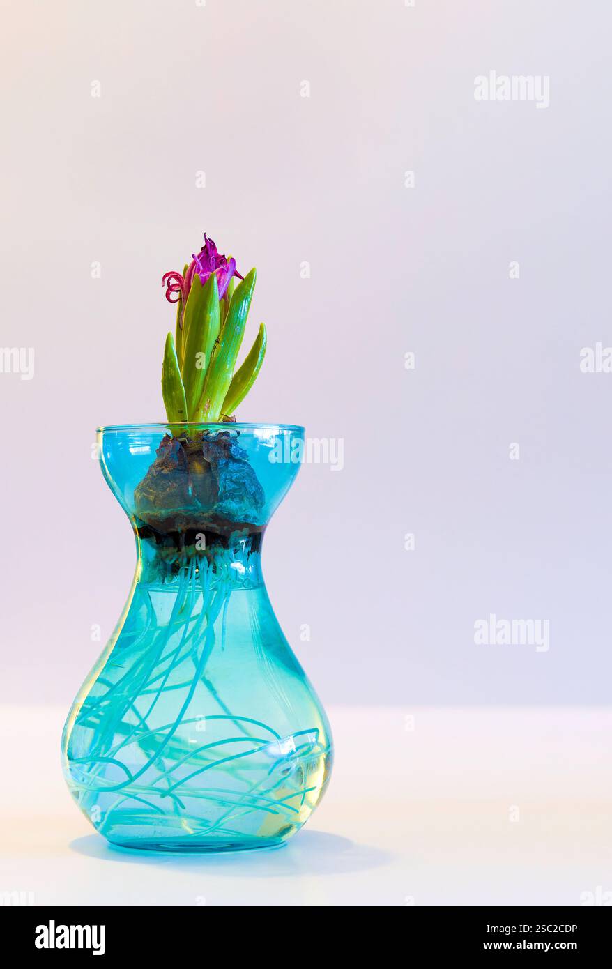 Una piccola pianta cresce in un vaso blu. Il fiore di Giacinto inizia a fiorire. Il vaso è pieno d'acqua e al suo interno crescono lunghe radici bianche Foto Stock
