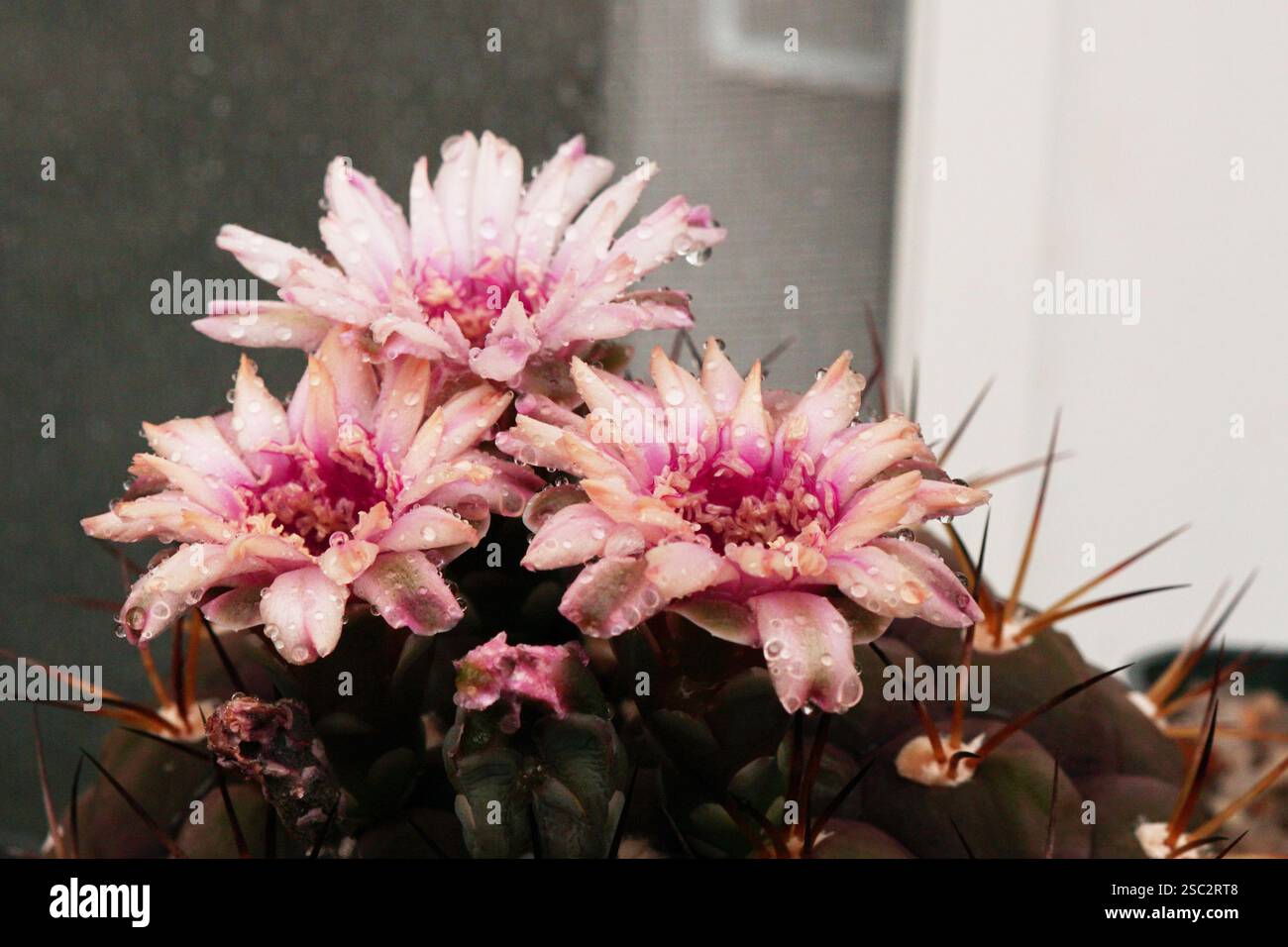 Il succulento cactus vegetale aprì tre enormi magnifici fiori allo stesso tempo Foto Stock