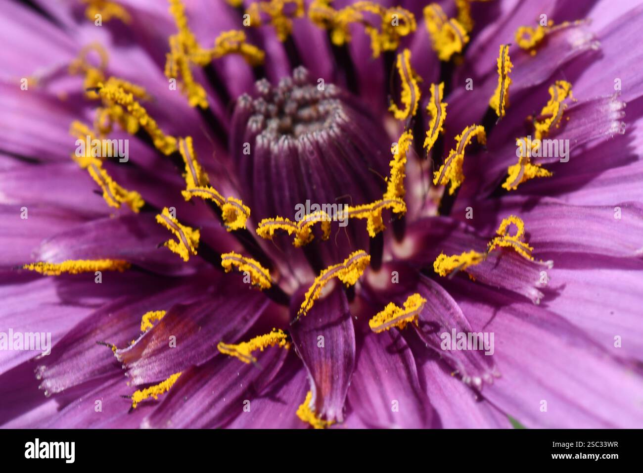 Salsify 'Tragopogon porrifolius' primo piano di testa di fiore viola/ rosa, fiori viola profondi con stigma giallo dorato.astract forme a contrasto colou Foto Stock