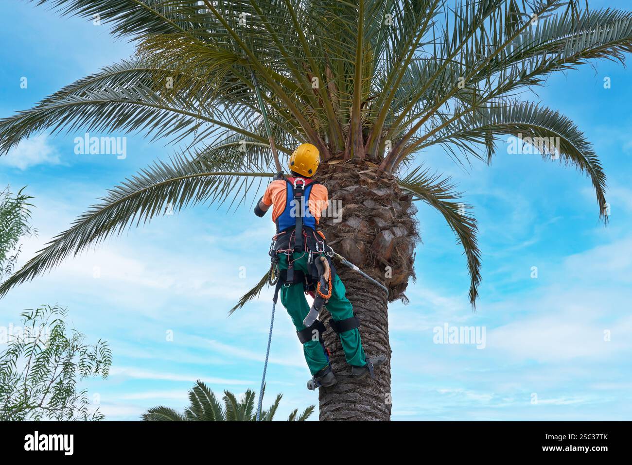 Arborista assicurato in indumenti protettivi che lavorano su una palma alta Foto Stock