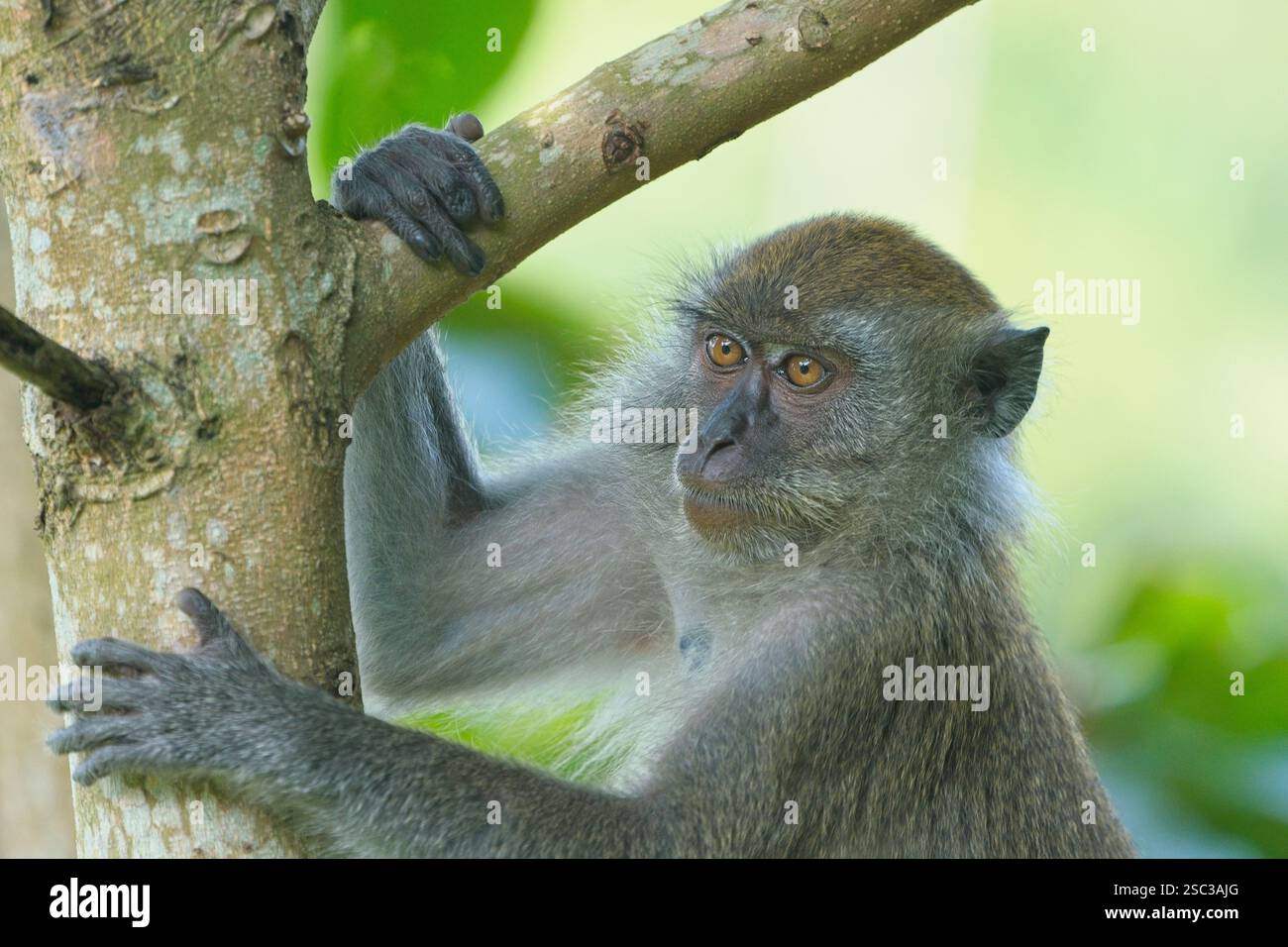 I macachi dalla coda lunga sono onnivori e frugivori. Vivono in gruppi matrilineari. Foto Stock