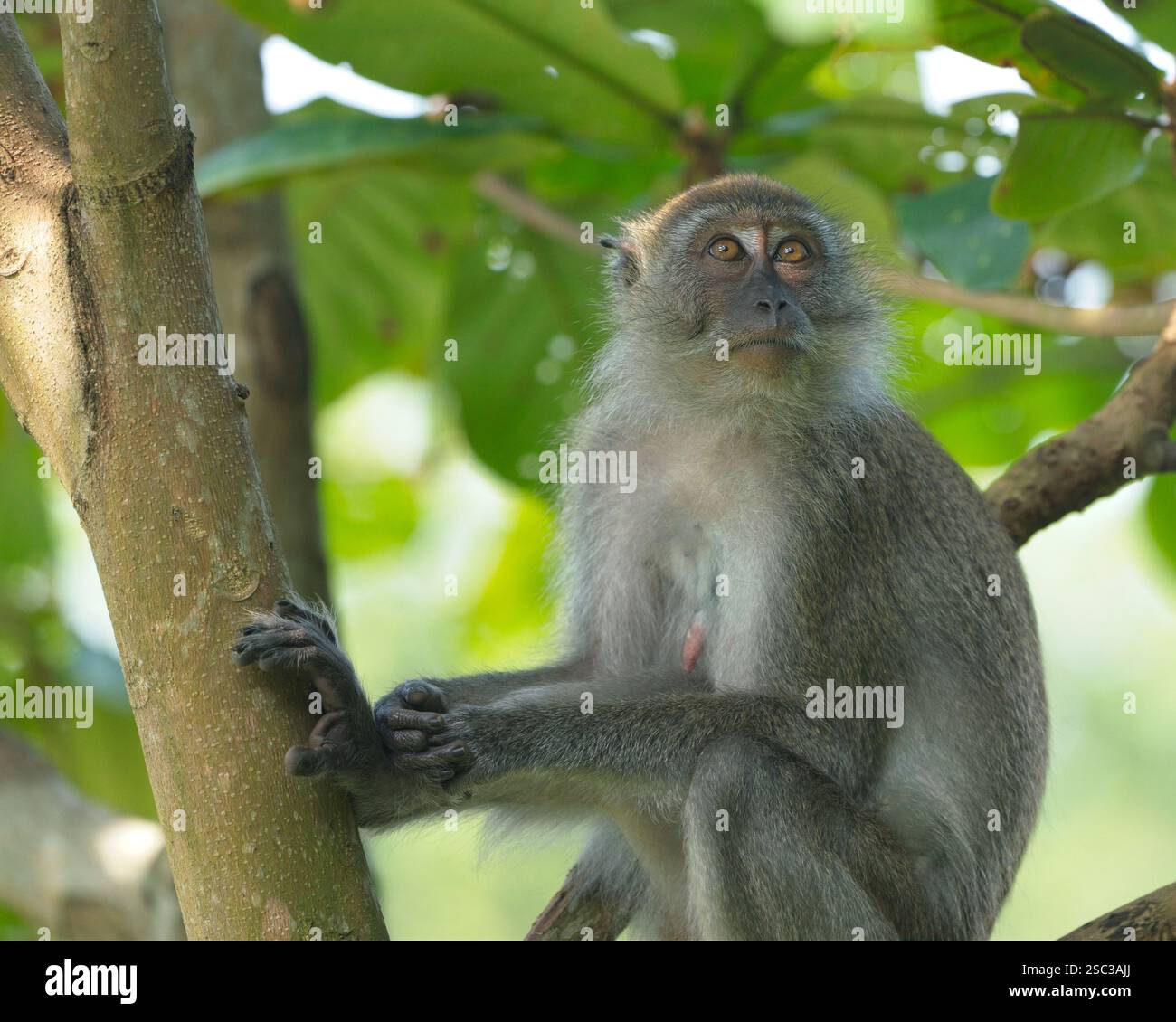 I macachi dalla coda lunga sono onnivori e frugivori. Vivono in gruppi matrilineari. Foto Stock