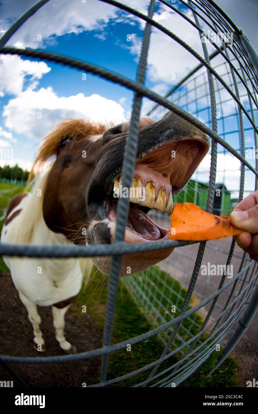 Divertente foto ravvicinata di dare da mangiare a un cavallo con una carota Foto Stock