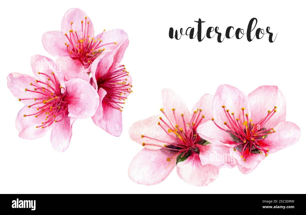 Illustrazione botanica dei fiori di pesca ad acquerello dipinti a mano isolata sul bianco Foto Stock Illustrazione botanica dei fiori di pesca ad acquerello dipinti a mano isolata sul bianco Foto Stock
