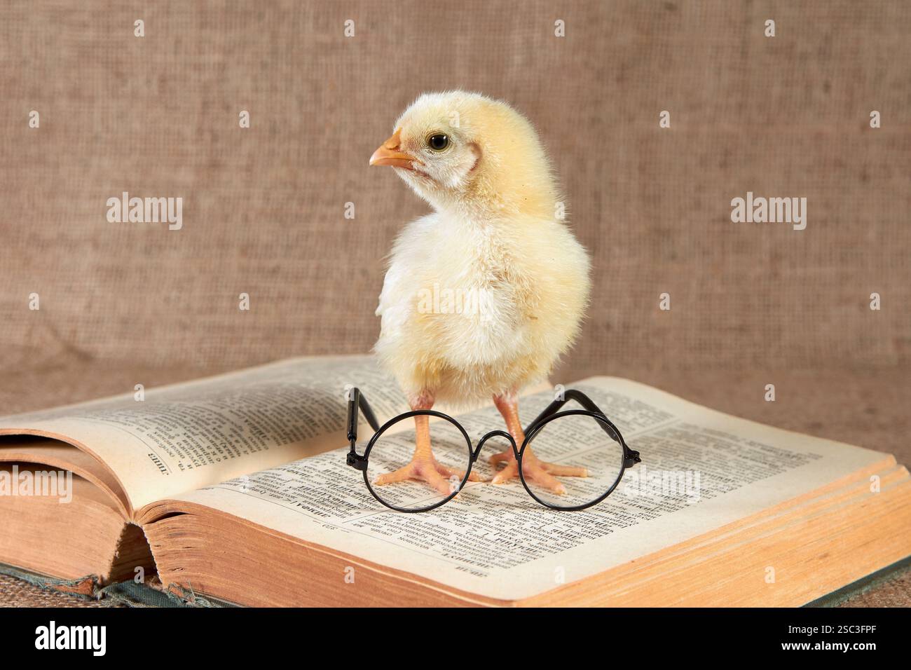 Un piccolo pollo dalla bocca gialla siede su un dizionario aperto di lingue straniere con bicchieri. Foto Stock
