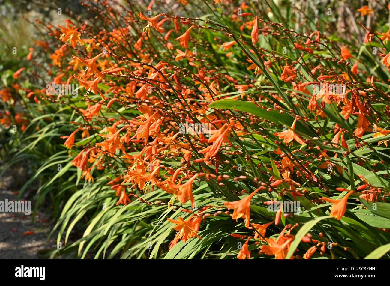 Ricchi fiori d'autunno arancioni di Montbretia o Crocosmia "Emily McKenzie" nel giardino inglese di settembre Foto Stock