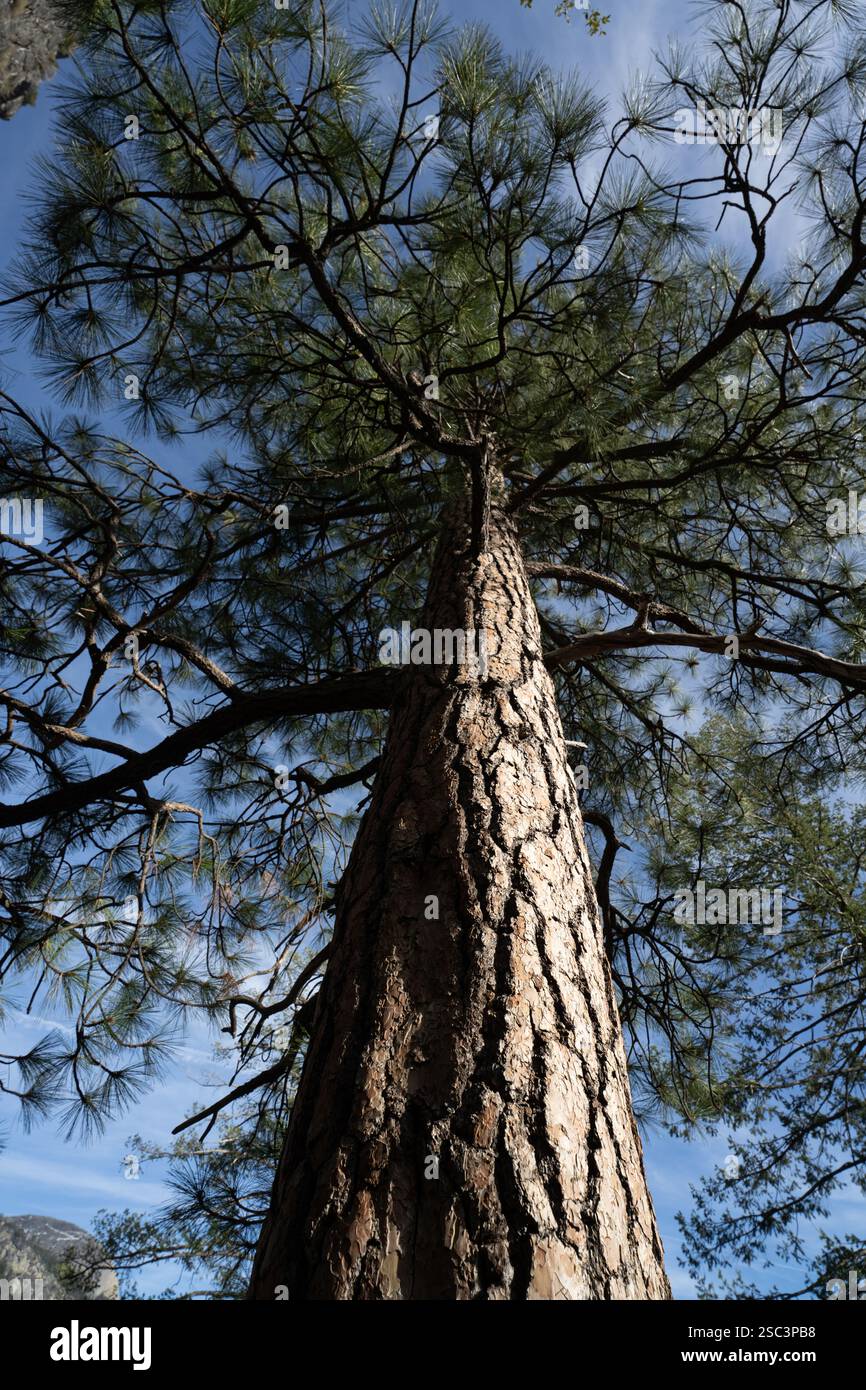 Guardando in alto un grande Ponderosa Pine nel Parco Nazionale di Yosemite. Vasti rami raggiungono un cielo blu limpido. Foto Stock