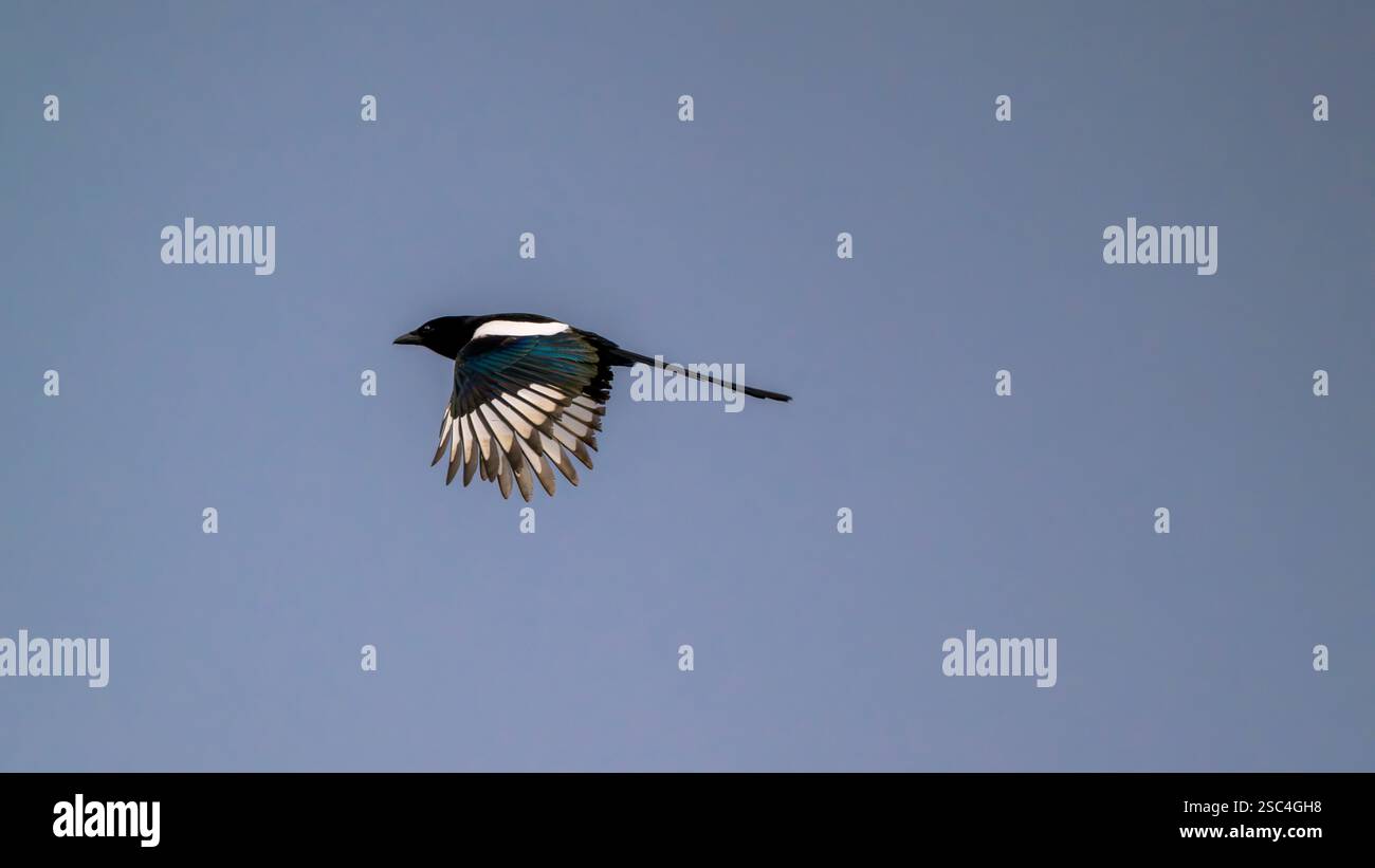 Una magpie eurasiatica (Pica pica) vola attraverso un cielo blu limpido. Foto Stock