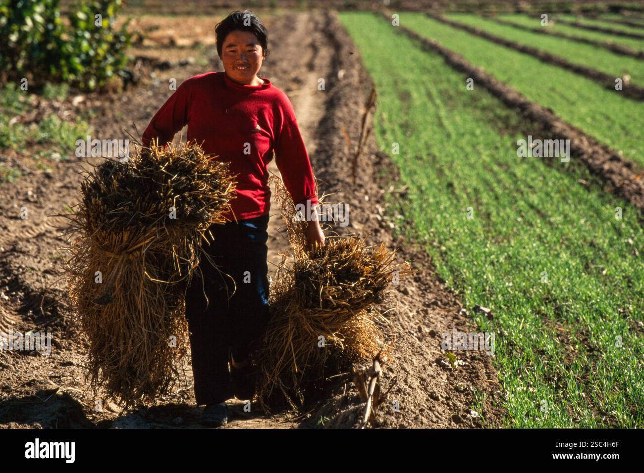 Una persona che trasporta fasci di paglia in un campo rurale, mostrando vita agricola e manodopera. Foto Stock
