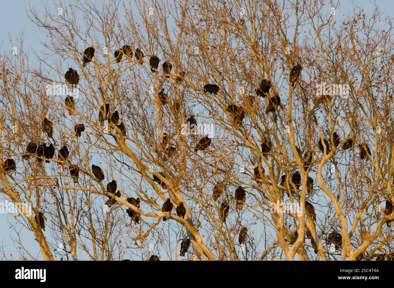 Gli avvoltoi di tacchino, Cathartes aura, e gli avvoltoi neri, Coragyps atratus, in un albero di persico notturno Foto Stock