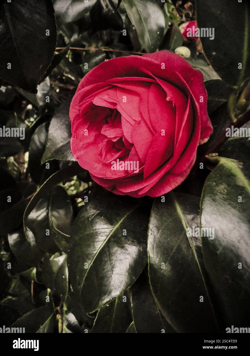 Rosa giapponese rossa, Camellia Japonica, Mathotiana rosea, in fiore con foglie verde scuro. Foto Stock