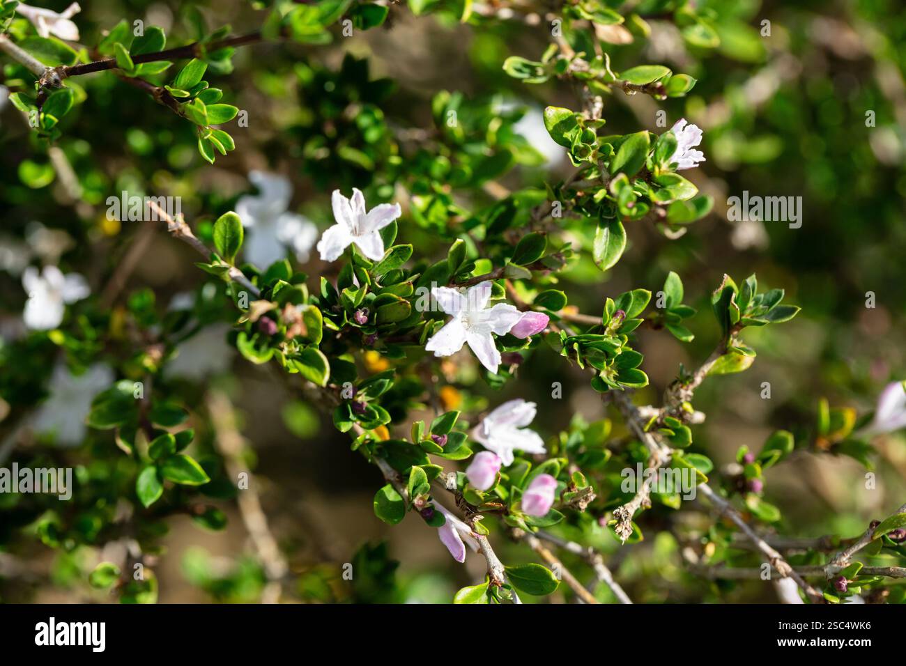 Serissa japonica, o albero di mille stelle, è un arbusto sempreverde in fiore originario dei boschi tropicali del sud-est asiatico. Piccoli fiori bianchi Foto Stock