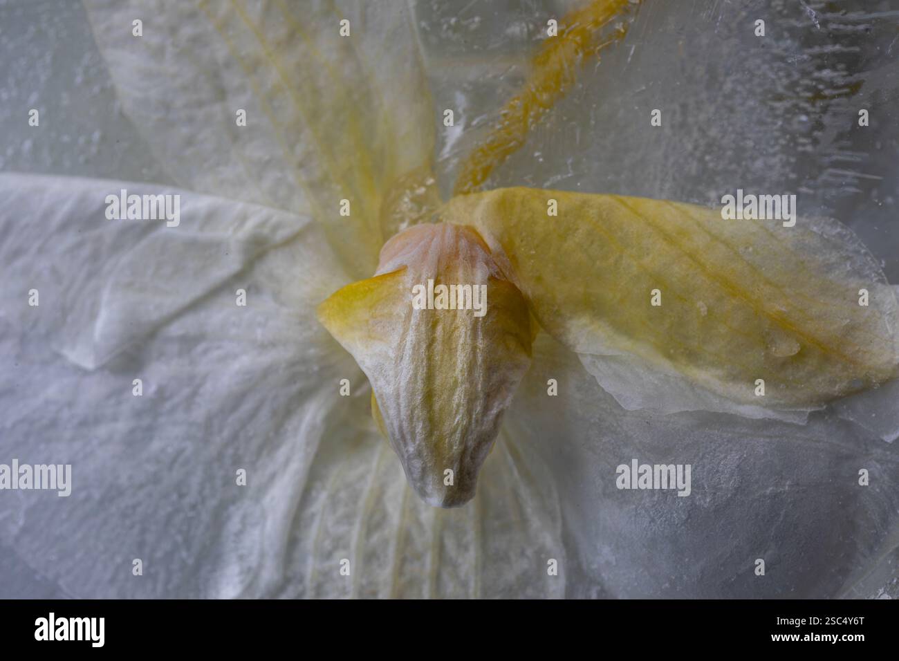WA28110-00...WASHINGTON - delicato fiore di orchidea bianca congelato. Foto Stock
