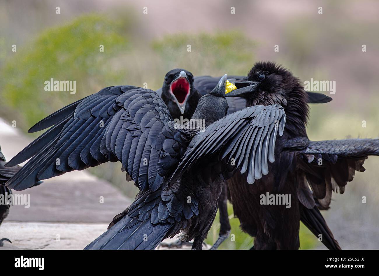 Tre corvi impegnati in un'intensa disputa alimentare, le ali si spalancano, mostrando intricati dettagli di piume e comportamenti espressivi. Foto Stock