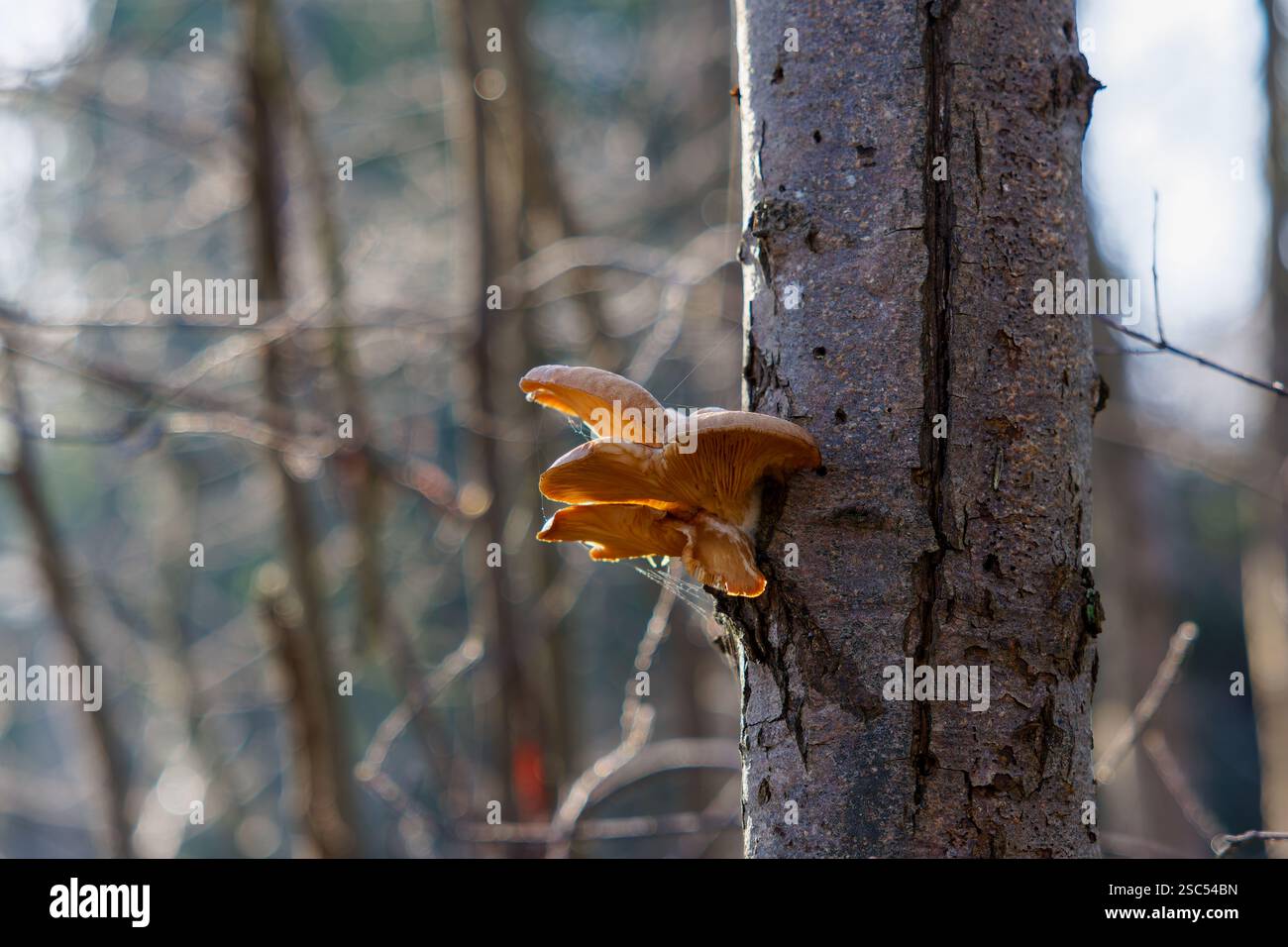 Un piccolo gruppo di Phyllotopsis nidulans, noto anche come ostrica finta o ostrica arancione. Foto Stock