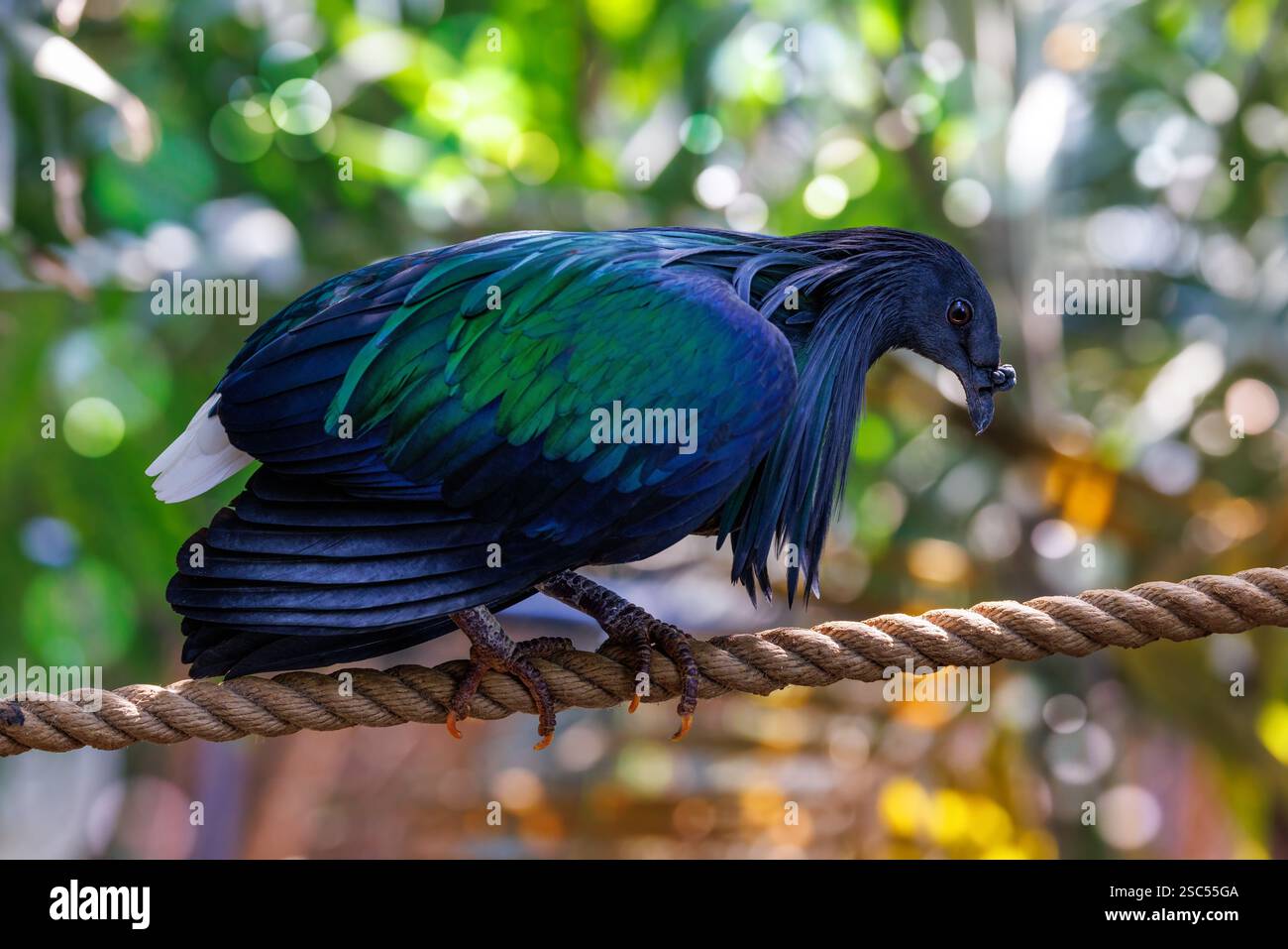 Nicobar piccione, caloenas nicobarica, l'unico membro vivente del genere Caloenas, e può essere il parente vivente più vicino del dodo estinto. Foto Stock