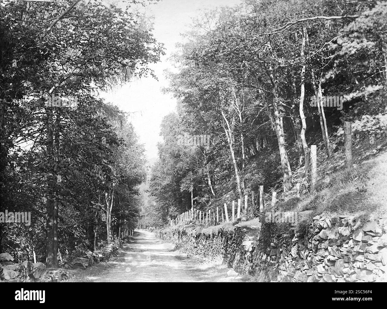 Penmaenpool Road, una vista degli alberi su entrambi i lati di una strada di campagna, sul lato sud dell'estuario del fiume Mawddach, vicino a Dolgellau nel Gwynedd, Galles. 1900, monocromatico: Da un'importante collezione storica di fotografie di albumi originali, non attribuite, dal tardo Vittoriano al primo edoardiano: Un tour britannico che include Staffordshire, Warwickshire e Galles del Nord. La qualità degli originali era variabile e la maggior parte era di 108x165 mm. Foto Stock