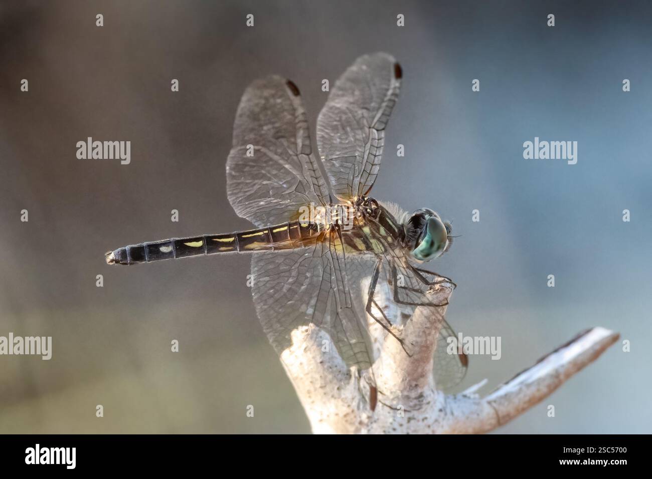Una libellula poggia su un ramoscello e le sue delicate ali brillano nella luce. Lo scatto macro cattura dettagli complessi del corpo e degli occhi composti. Foto Stock