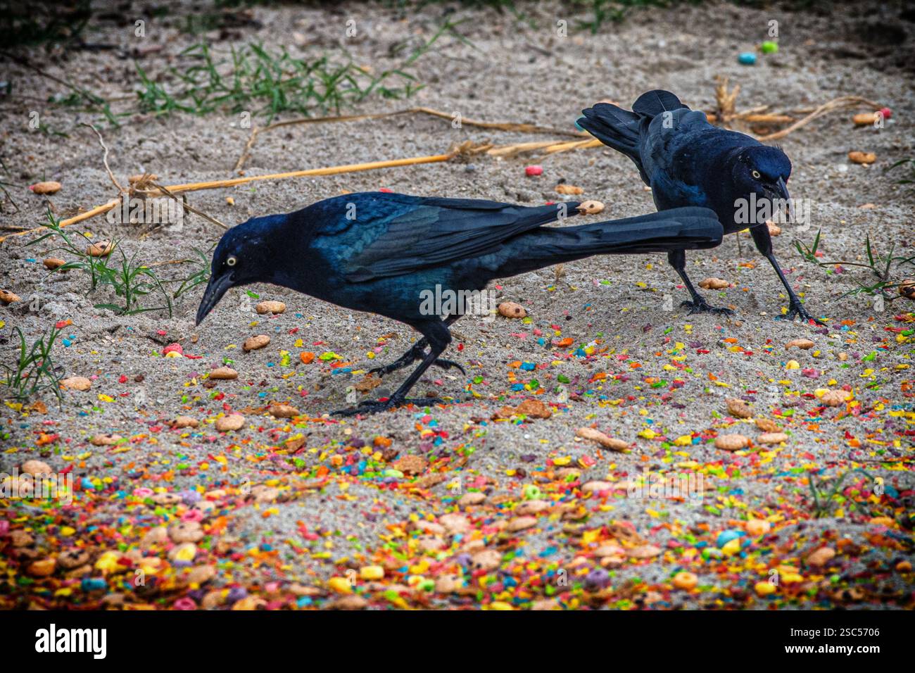 Due grappoli comuni si forgiano su un terreno sabbioso ricoperto di colorati cereali e arachidi, piume iridescenti che contrastano con il cibo sparsi. Foto Stock