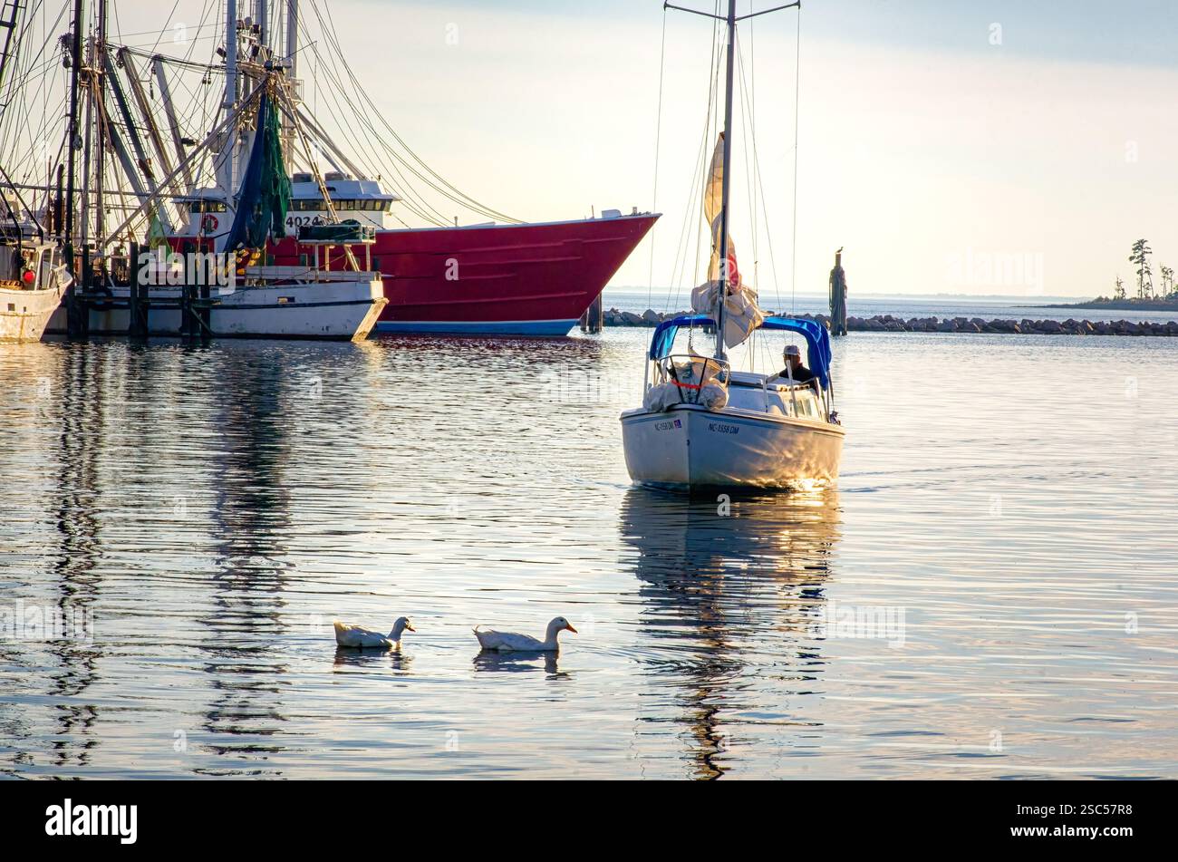 Una barca a vela scivola attraverso acque calme vicino ai pescherecci al tramonto, con anatre che nuotano in primo piano, creando una tranquilla scena costiera. Foto Stock