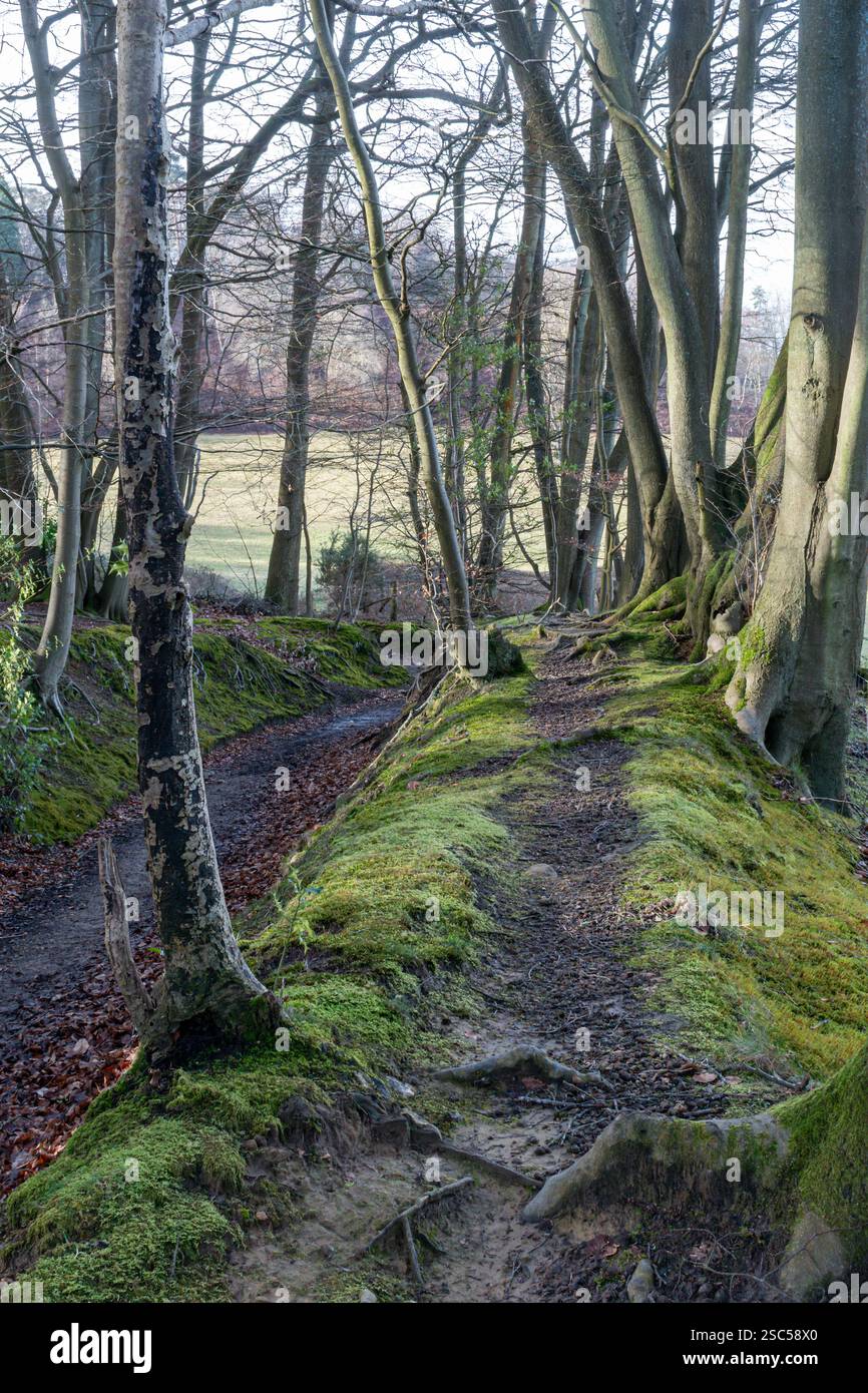 Sentiero che attraversa i boschi di Hascombe Hill durante una passeggiata invernale, Surrey Hills AONB, Inghilterra, Regno Unito, lungo il percorso a piedi di Greensand Way Foto Stock