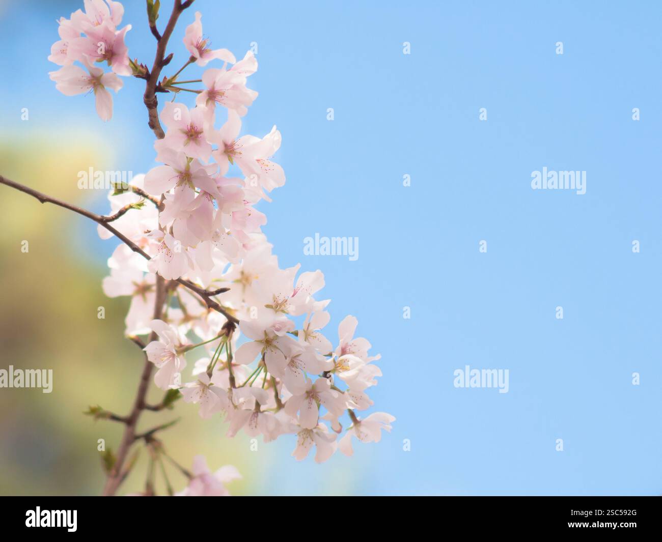 Delicati fiori di ciliegio in piena fioritura contro un cielo azzurro morbido, simboleggiano la bellezza del rinnovamento primaverile e la fugace eleganza della natura. Foto Stock