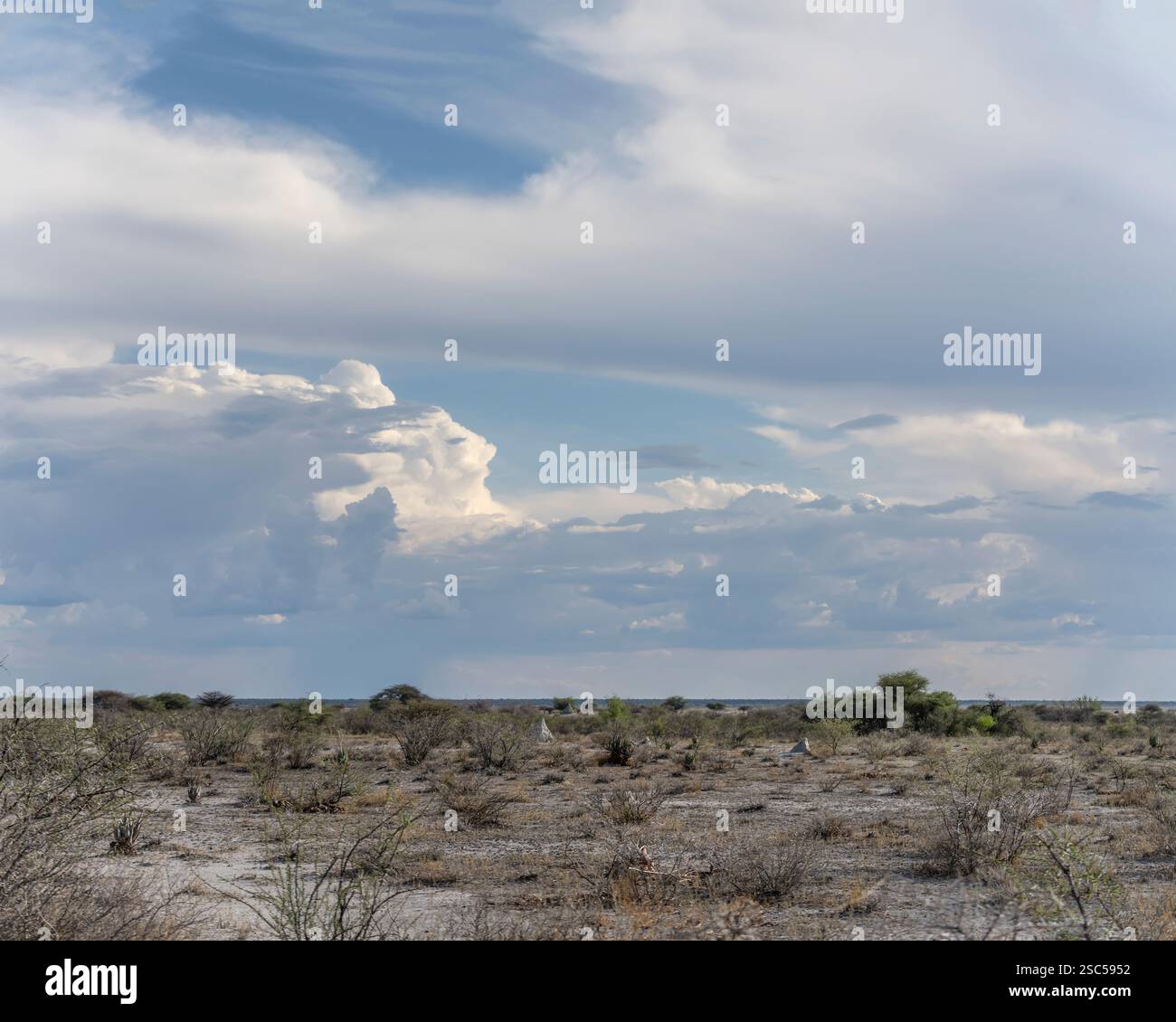 Paesaggio con nuvole fragorose su pianeggianti campagne sabbiose, girato con la luce brillante della tarda primavera vicino a Namutoni, Namibia, Africa Foto Stock
