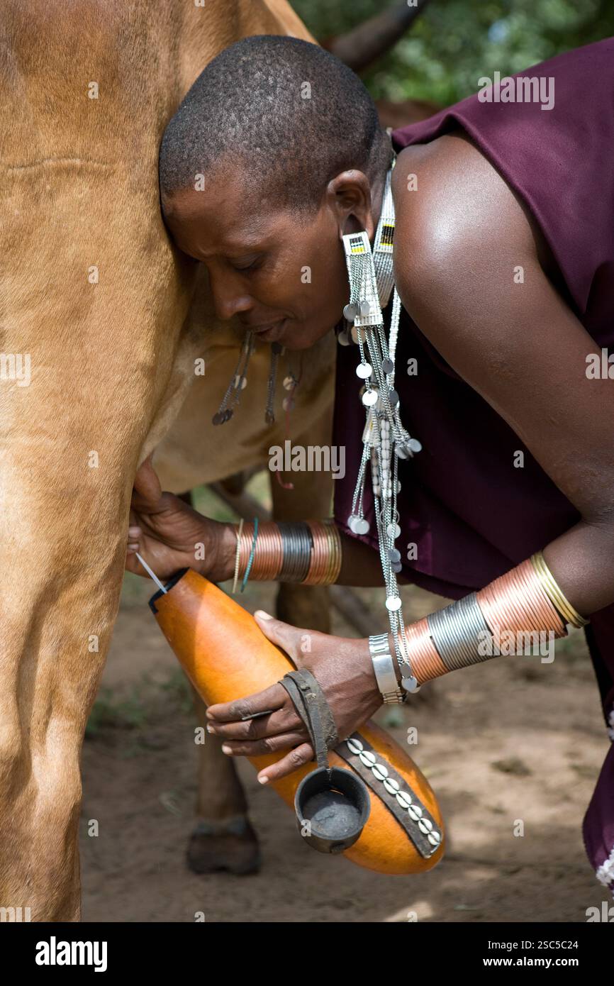 MAKEFU VILLAGE, IDODI DIVISION, IRINGA TANZANIA, maggio 2008: Una donna Masai munge una mucca, spruzzando il latte in una buccia decorata. Foto di Mike Goldwater/Reportage di Getty Images Foto Stock