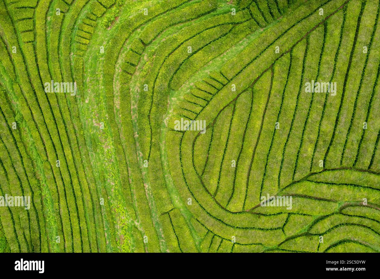 Vista aerea di una piantagione di tè su una collina, che forma linee e forme, Gorreana Tea Factory, San Miguel, Azzorre, Portogallo. Paesaggio rurale agricolo, t Foto Stock