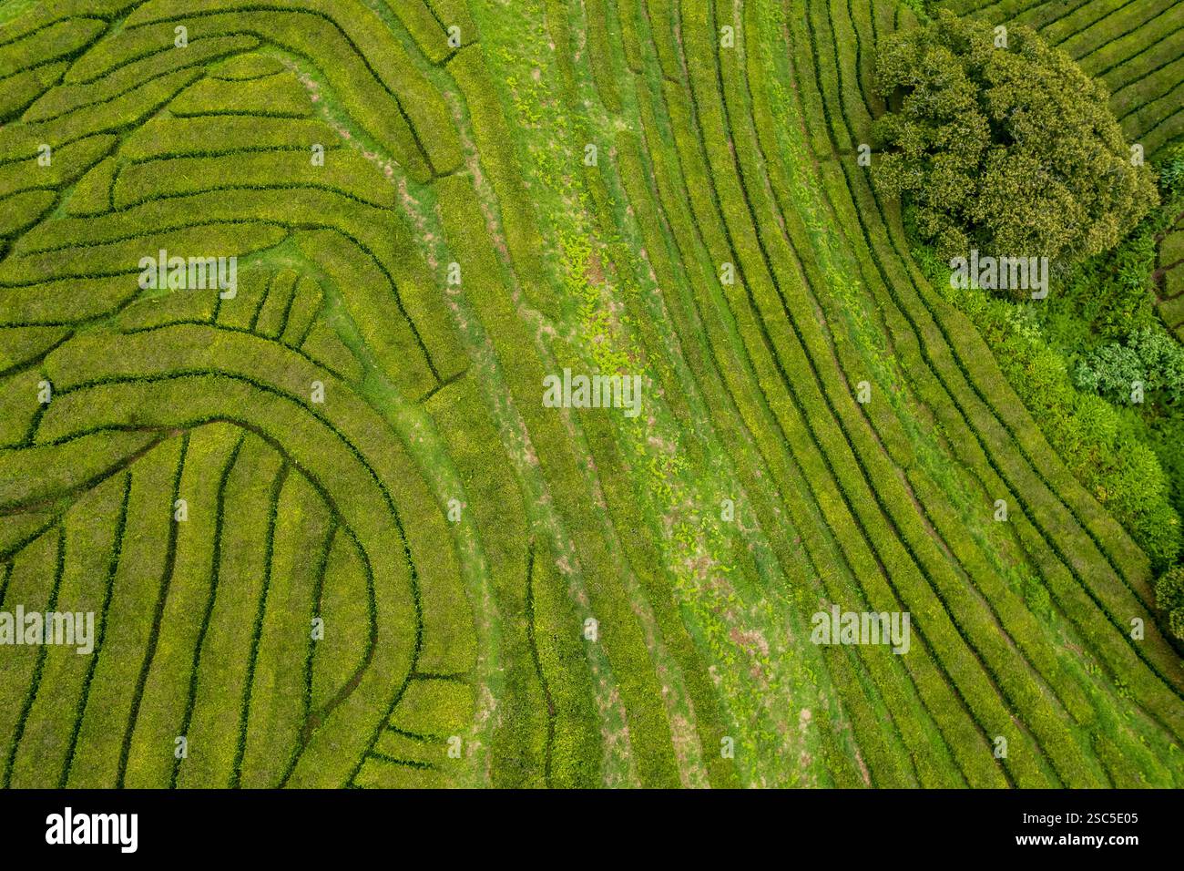 Vista aerea di una piantagione di tè su una collina, che forma linee e forme, Gorreana Tea Factory, San Miguel, Azzorre, Portogallo. Paesaggio rurale agricolo, t Foto Stock