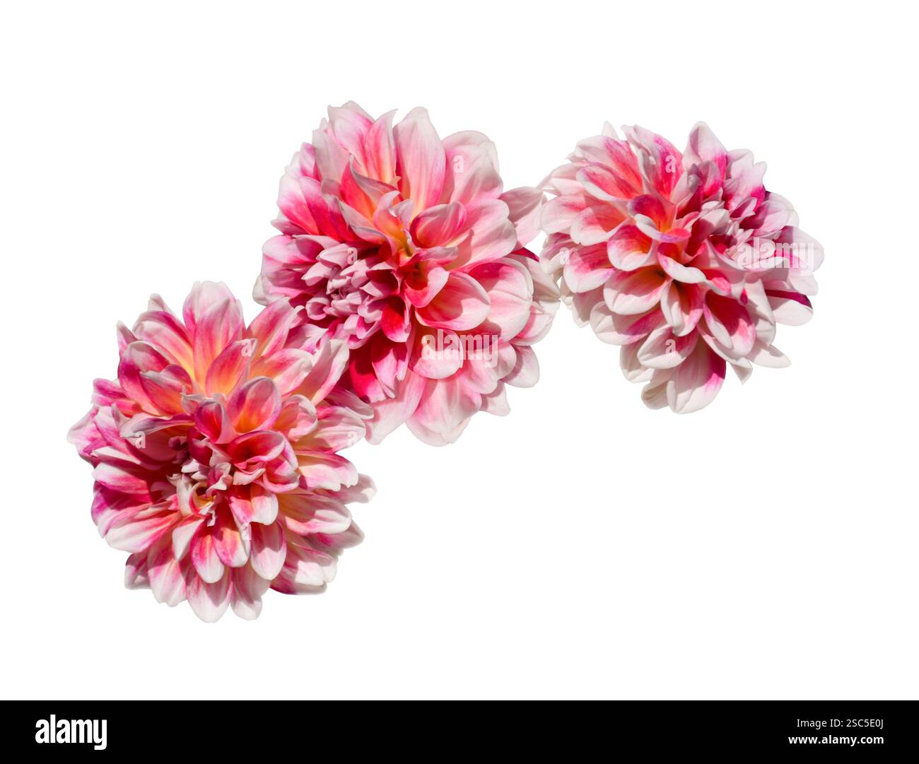 Gruppo di fiori di dahlia rosa e bianco isolato ritaglio su bianco Foto Stock